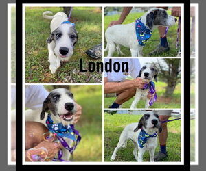 Poodle (Standard)-Unknown Mix Dogs for adoption in Rutledge, TN, USA