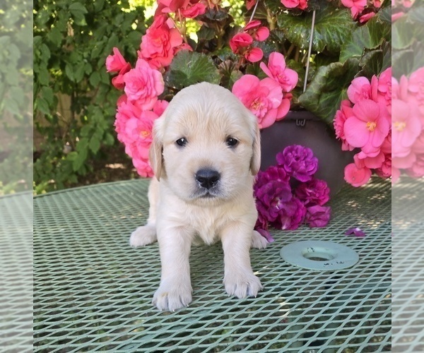 Medium Photo #1 Golden Retriever Puppy For Sale in EUGENE, OR, USA