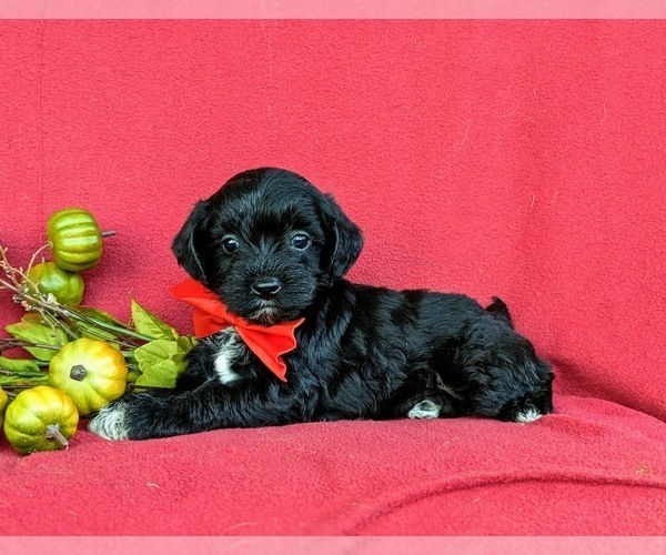 Medium Photo #4 YorkiePoo Puppy For Sale in OXFORD, PA, USA