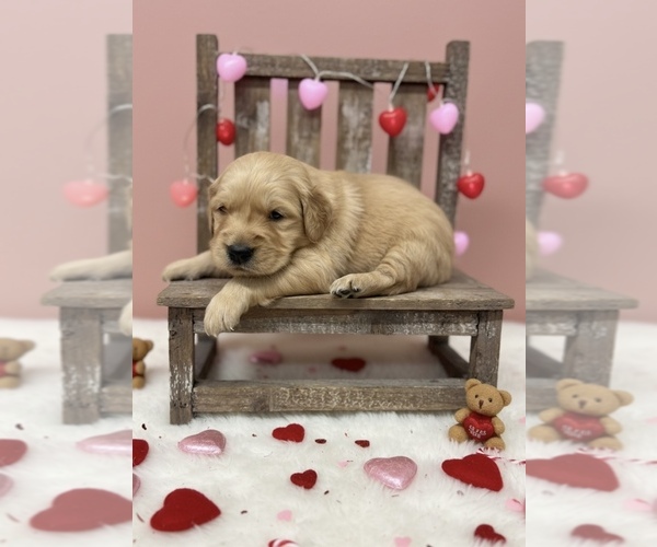 Medium Photo #1 Golden Retriever Puppy For Sale in PEEBLES, OH, USA