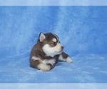 Small Photo #31 Pomsky Puppy For Sale in RAMONA, CA, USA