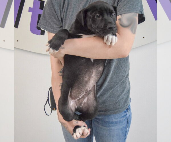 Medium Photo #5 American Staffordshire Terrier-Unknown Mix Puppy For Sale in Huntley, IL, USA
