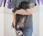 Small #4 American Staffordshire Terrier Mix