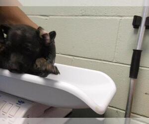 Mutt Dogs for adoption in Tulsa, OK, USA