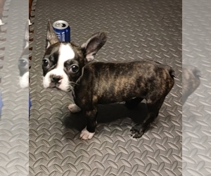 Faux Frenchbo Bulldog Puppy for sale in DEFUNIAK SPRINGS, FL, USA