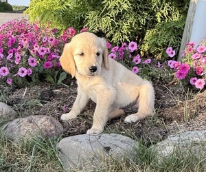 Golden Retriever Puppy for sale in DORCHESTER, WI, USA