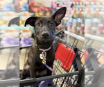 Small #8 German Shepherd Dog