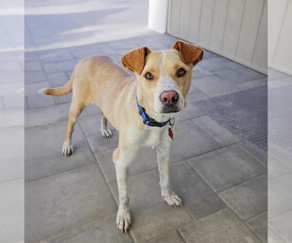 Medium Photo #3 Labrador Retriever-Unknown Mix Puppy For Sale in San Diego, CA, USA