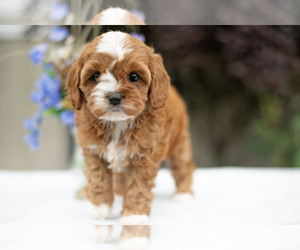 Cavapoo Puppy for Sale in NEW CONCORD, Ohio USA