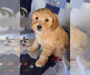 Goldendoodle Puppy for sale in MILWAUKEE, WI, USA