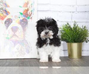 Havanese Puppy for sale in RED LION, PA, USA