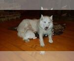 Small Photo #10 Siberian Husky Puppy For Sale in DINWIDDIE, VA, USA