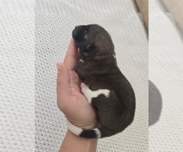 Medium Photo #3 Akita Puppy For Sale in STRAFFORD, MO, USA
