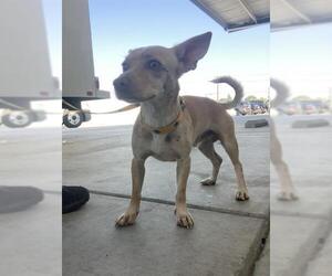 Chihuahua Dogs for adoption in Bakersfield, CA, USA
