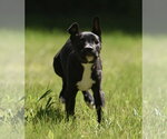 Small #1 Shepradors