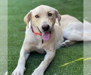 Labrador Retriever-Unknown Mix Dogs for adoption in San Diego, CA, USA