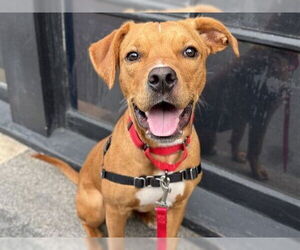 Labrador Retriever Dogs for adoption in Redwood City, CA, USA