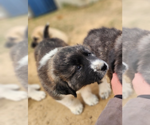 Medium Photo #29 Anatolian Shepherd Puppy For Sale in CUMBY, TX, USA