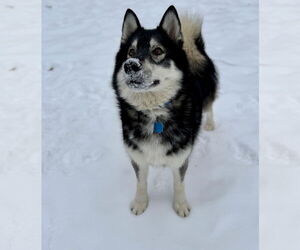 Mount Everest - Male Siberian Husky Dog for Adoption - Photo #3