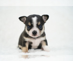 Small Photo #5 Chihuahua Puppy For Sale in UNION GROVE, NC, USA