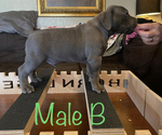 Small Photo #10 American Bully Puppy For Sale in JOPLIN, MO, USA