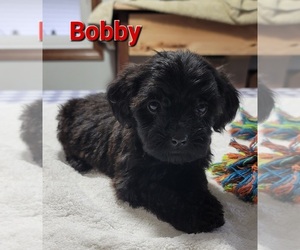 Yorkshire Terrier Puppy for sale in FREMONT, MI, USA