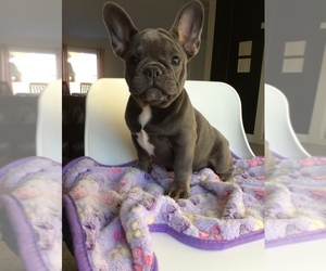 French Bulldog Puppy for Sale in MILLERSBURG, Ohio USA