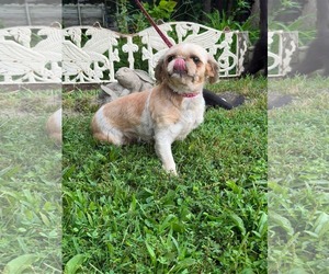 Shih Tzu Dogs for adoption in HOPKINSVILLE/PRINCETON, KY, NH, USA