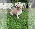 Small Shih Tzu