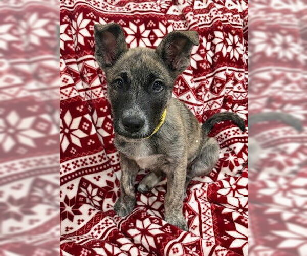 Medium Photo #2 Mutt Puppy For Sale in Genesee, WI, USA