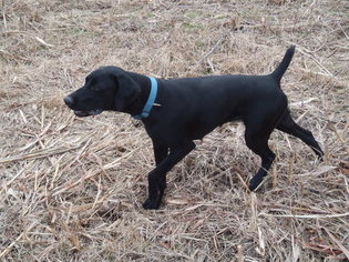 German Shorthaired Pointer Puppy for sale in MOUNT STERLING, KY, USA