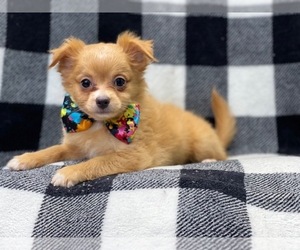 Chihuahua Puppy for sale in LAKELAND, FL, USA