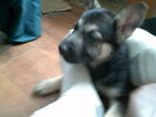 Small Photo #2 German Shepherd Dog Puppy For Sale in COLVILLE, WA, USA