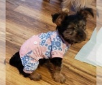 Small Photo #39 Yorkshire Terrier Puppy For Sale in NEVADA, TX, USA