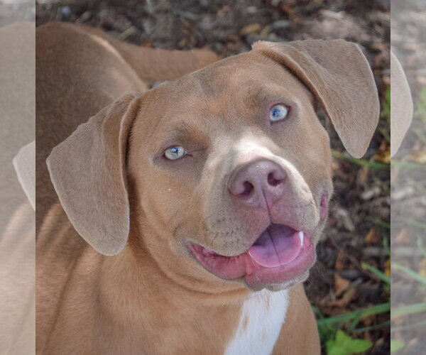 Medium Photo #1 American Staffordshire Terrier-Weimaraner Mix Puppy For Sale in Huntley, IL, USA