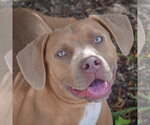 Small American Staffordshire Terrier-Weimaraner Mix