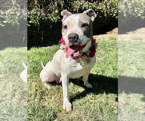 Cranberry - Female American Pit Bull Terrier-American Staffordshire Terrier Mix Dog for Adoption - Photo #9