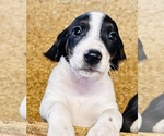 Small #3 Bluetick Coonhound