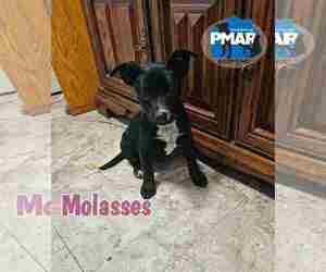 Labrador Retriever-Unknown Mix Dogs for adoption in Binghamton, NY, USA