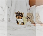 Small #1 Yorkshire Terrier