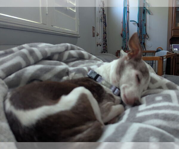 Medium Photo #6 Chihuahua-Unknown Mix Puppy For Sale in Oakhurst, NJ, USA