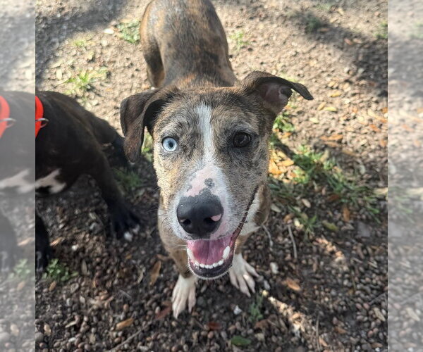 Medium Photo #7 Catahoula Leopard Dog-Unknown Mix Puppy For Sale in Rockaway, NJ, USA