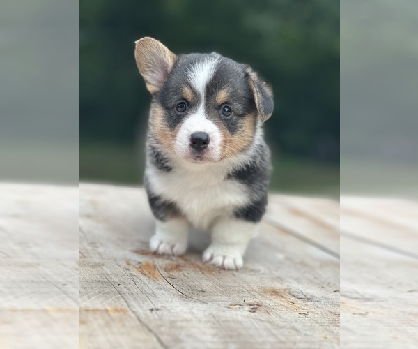 Medium Photo #1 Pembroke Welsh Corgi Puppy For Sale in ROLLA, MO, USA