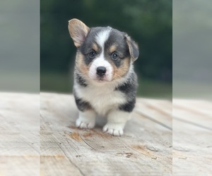 Pembroke Welsh Corgi Puppy for sale in ROLLA, MO, USA