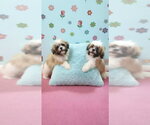 Small #2 Shih Tzu