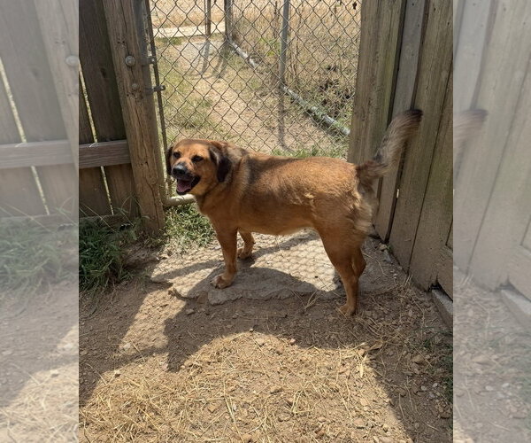 Medium Photo #2 Golden Retriever-Unknown Mix Puppy For Sale in Jackson, MS, USA