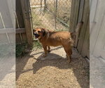 Small Photo #2 Golden Retriever-Unknown Mix Puppy For Sale in Jackson, MS, USA