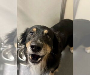 Border Collie Dogs for adoption in Glen Allen, VA, USA
