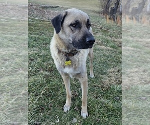 Mother of the Anatolian Shepherd-Sheepadoodle Mix puppies born on 12/15/2025