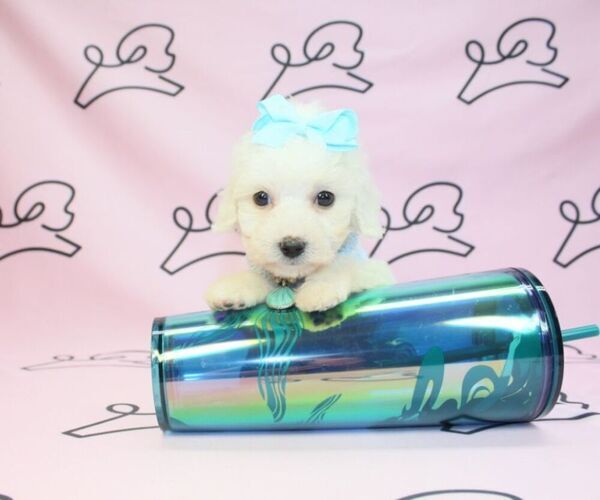 Medium Photo #6 Maltipoo Puppy For Sale in LAS VEGAS, NV, USA